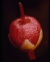 Image of Cassiope tetrgona, fruit