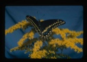 Image of Swallowtail on Solidago flash