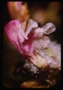 Image of Pedicularis arctica, lousewort