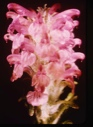 Image of Pedicularis arctica, Lousewort