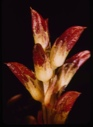 Image of Pedicularis