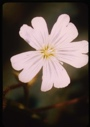 Image of Cerastium alpin