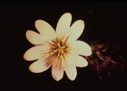 Image of Cerastium, alpine chickweed