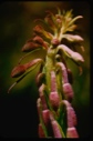 Image of Epilobium (uppis?), fireweed buds