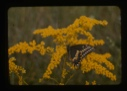 Image of Eastern swallowtail on Solidago K156-12