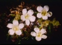 Image of Diapensia [lapponica], Mat Form