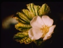 Image of Rubus chamaemorus, baked appleberry