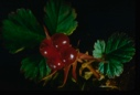 Image of Rubus arcticus