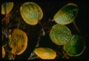 Image of Betula nana, birch
