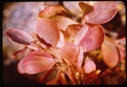 Image of Betula nana, fall foliage,