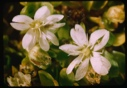 Image of a pair of white blossoms polar