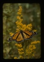 Image of Monarch on Solidago uliginosa