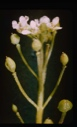 Image of Cochlearia officinalis