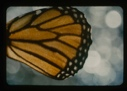 Image of Monarch wing detail