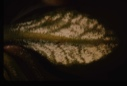 Image of Salix arctica, arctic willow Leaves are wooly. Hold moisture.
