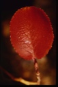 Image of Salix, leaf