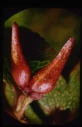 Image of Salix arctica, bud