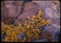 Image of Salix on rock