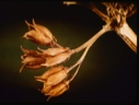 Image of stalk with seed pods