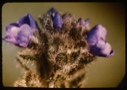Image of stalk with purple blossoms