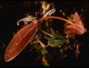 Image of Draba and polygonum, fall foliage