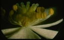 Image of Anemonella thalitra, rue anemone