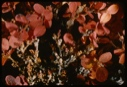 Image of Vaccinium uliginosum, biberry