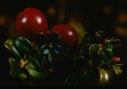 Image of Vaccinium vitis-idaea, ericaceae, mountain cranberry.