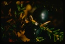 Image of Empetrum nigrum, crowberry.