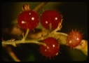 Image of Ribes glandulosium, arctic gooseberry