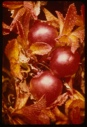 Image of Arctostaphylos alpina, bearberry