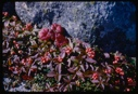 Image of Cornus, bunchberry, and Rubus, labrador strawberry