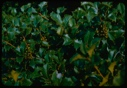 Image of Holly with immature berries
