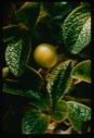 Image of immature berry, shiny leaf