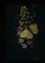 Image of Yellow sulphur on Hubenaria fimbrita [?]