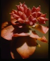 Image of Sedum roseum, fruit