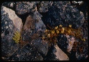 Image of Fern and yellow blossoms among rocks