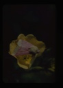 Image of Moth on evening primrose