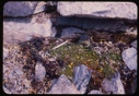 Image of Potentilla in seaweed