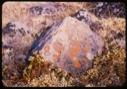 Image of Lichen and plants, Polar.