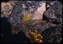 Image of Fern, lichen and a yellow blossom among rocks.