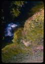 Image of Arctic plants, lush herbs near running water.