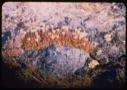Image of Arctic plants among rocks.
