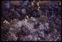 Image of Dryas octopetala among rocks.