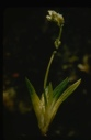 Image of Lilliaceae.