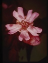 Image of Pink flower.