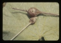 Image of Goldenrod gall fly