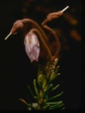 Image of Phyllodoce caerulea, Mountain Heath.
