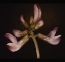 Image of Astragalus pea.