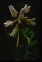 Image of Astragalus.